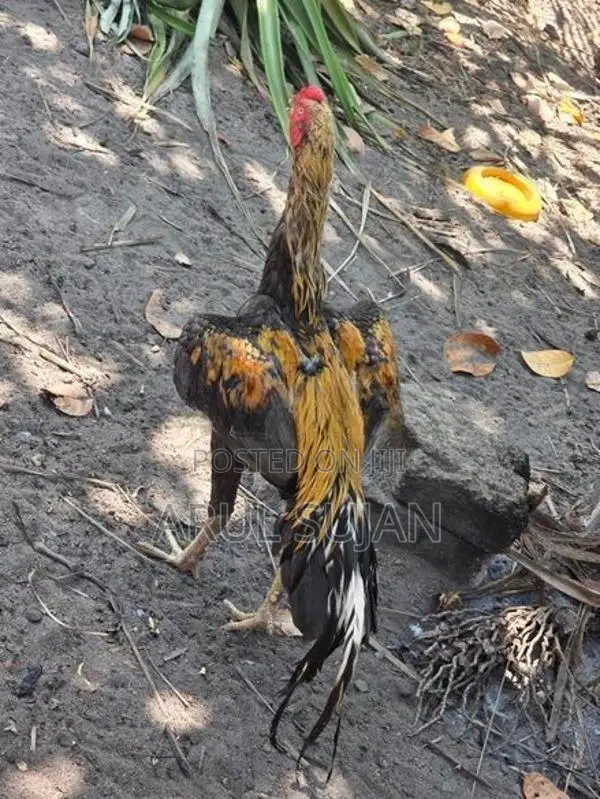 Long Tail Aseel Rooster