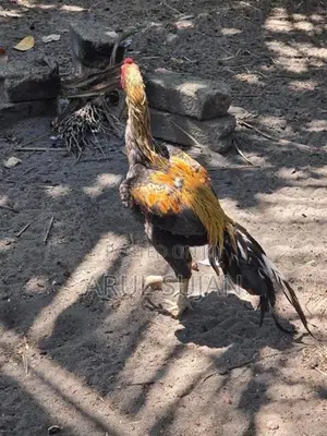 Long Tail Aseel Rooster