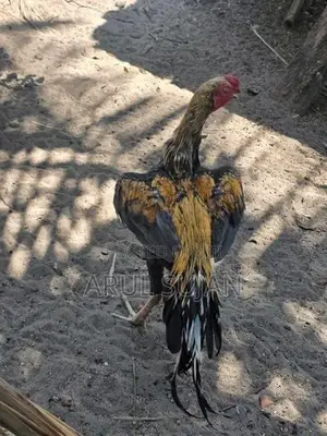 Long Tail Aseel Rooster