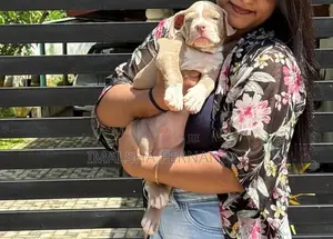 XL American Bully Puppies