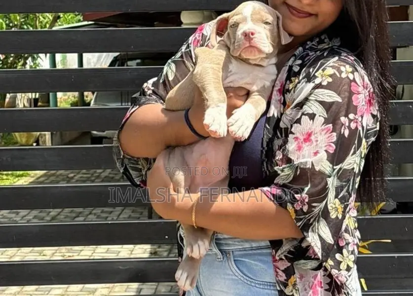 XL American Bully Puppies