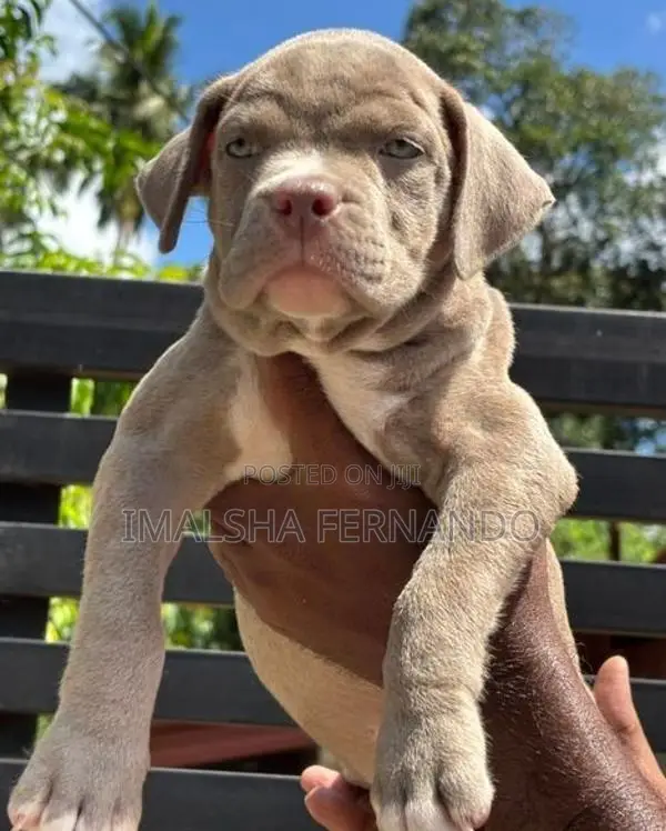 XL American Bully Puppies