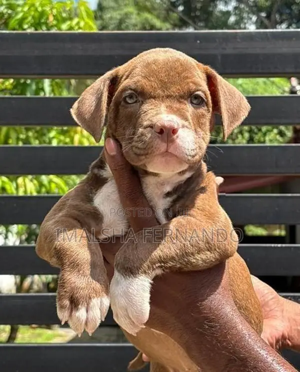XL American Bully Puppies