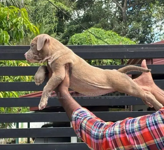 XL American Bully Puppies