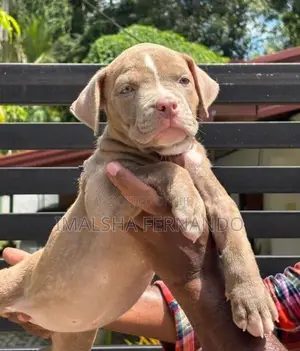 XL American Bully Puppies