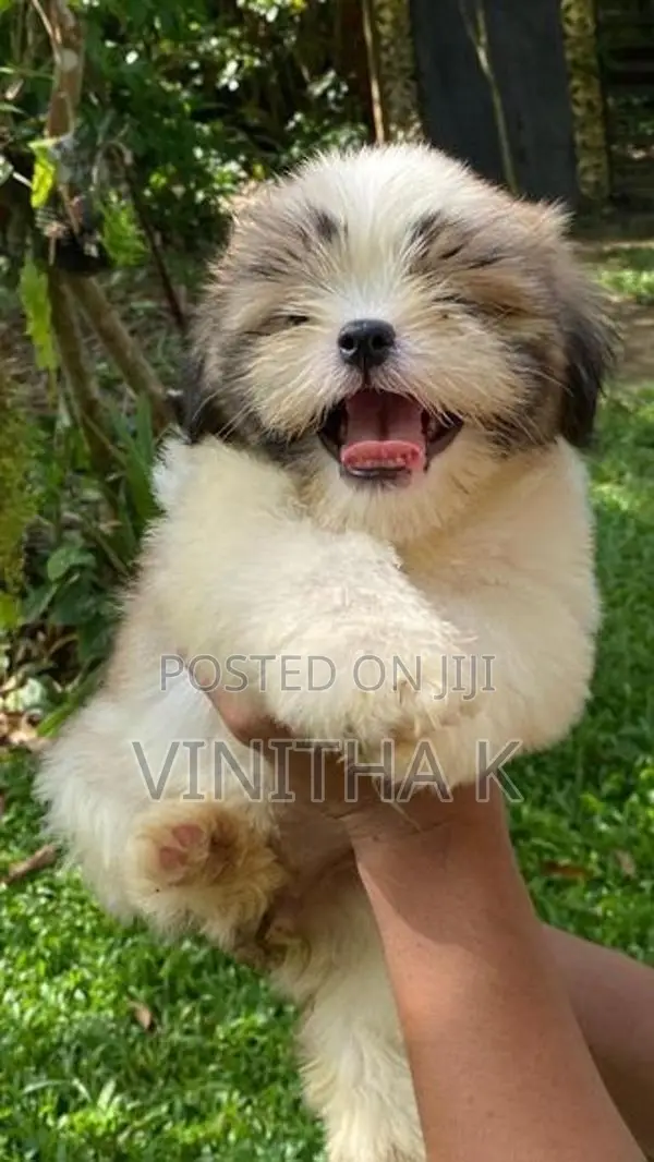 Shih Tzu Puppies
