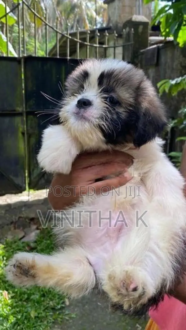 Shih Tzu Puppies