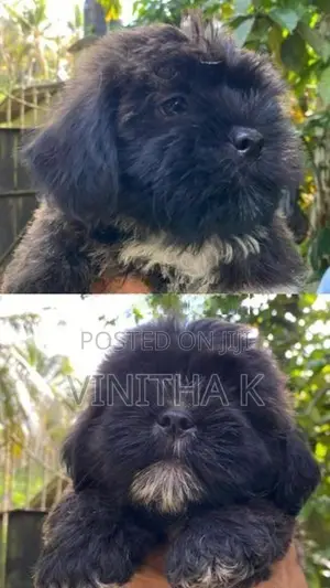 Shih Tzu Puppies