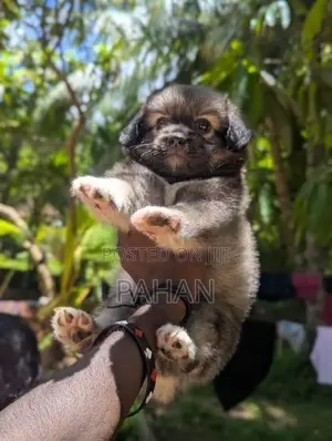 Shih Tzu Puppy
