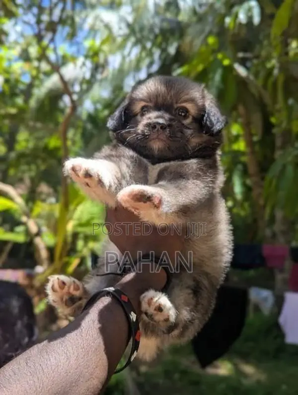 Shih Tzu Puppy