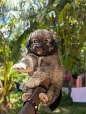 Shih Tzu Puppy