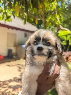 Shih Tzu Puppy