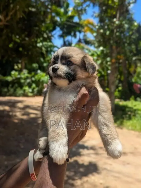 Shih Tzu Puppy