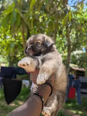 Shih Tzu Puppy