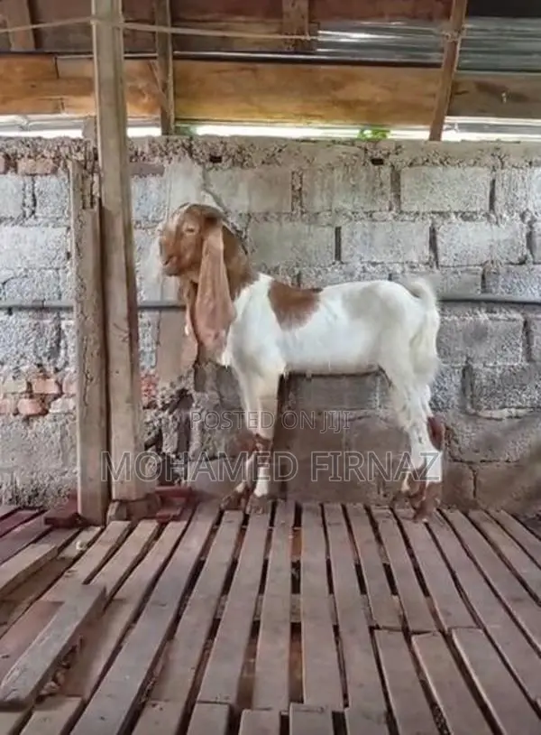 Jamunapari Goat