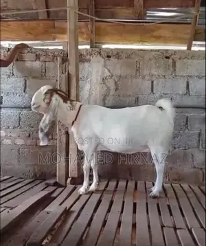 Jamunapari Goat