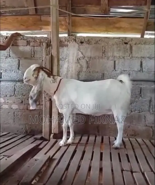 Jamunapari Goat