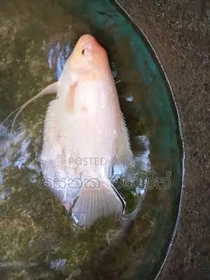 ජෑම් ගුරාමි