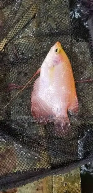 ජෑම් ගුරාමි