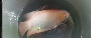 ජෑම් ගුරාමි