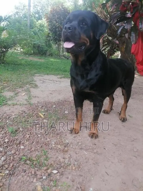 Rottweiler