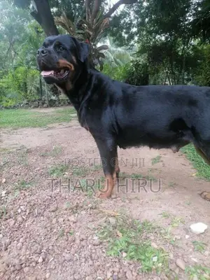 Rottweiler