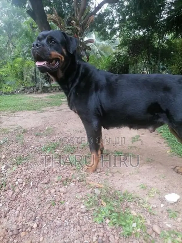 Rottweiler