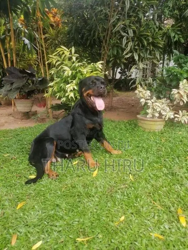 Rottweiler