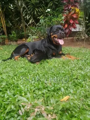Rottweiler