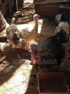வான் கோழி