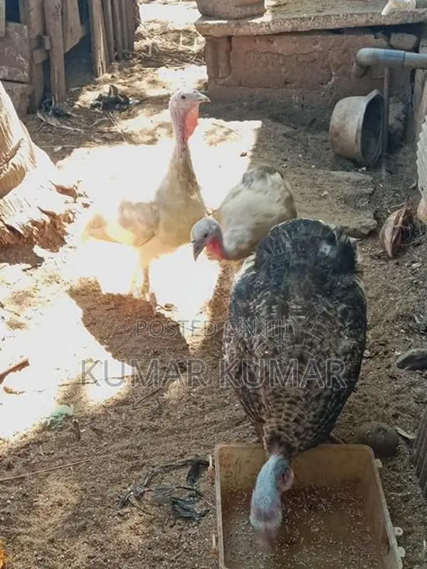 வான் கோழி