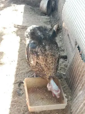 வான் கோழி