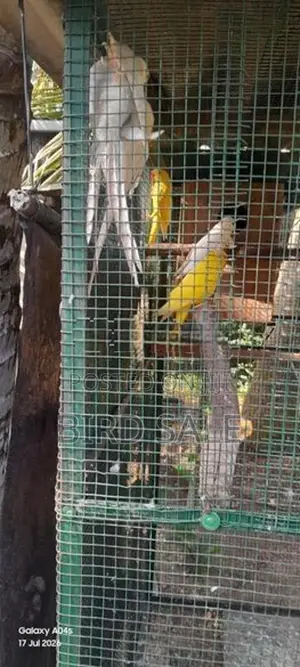 Ringneck Bird