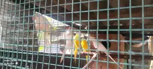 Ringneck Bird