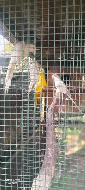 Ringneck Bird