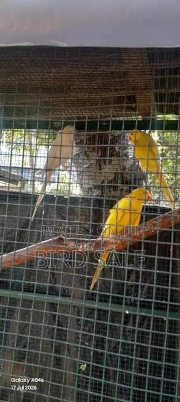 Ringneck Bird