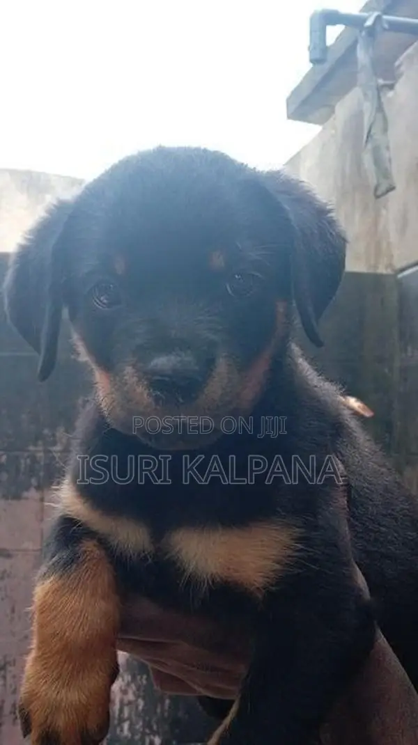 Rottweiler Female Puppies