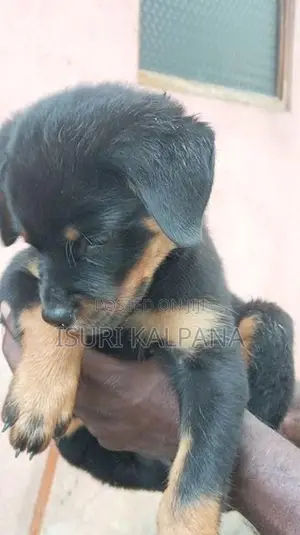 Rottweiler Female Puppies