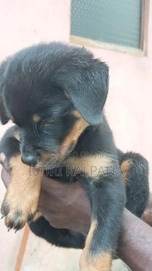 Rottweiler Female Puppies