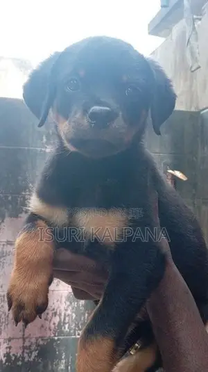 Rottweiler Female Puppies