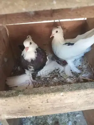 Young Pair