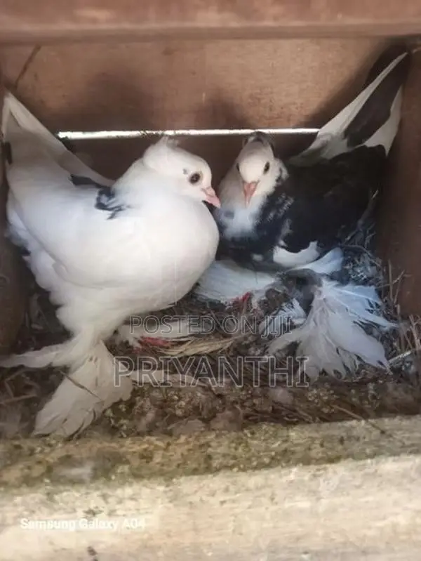 Young Pair