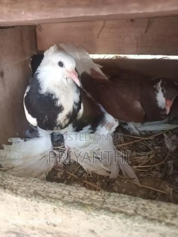Young Pair