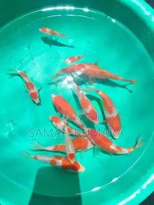 Koi Fish