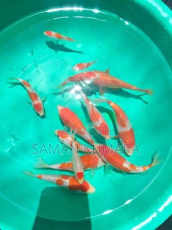 Koi Fish