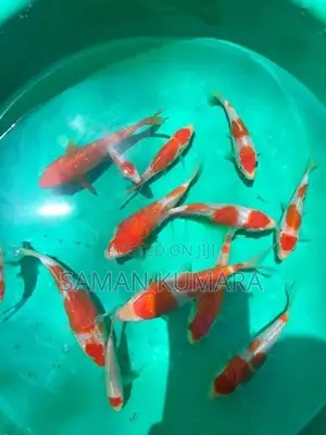 Koi Fish