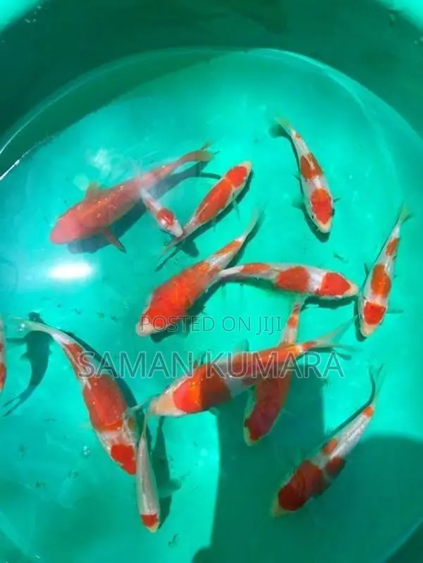 Koi Fish