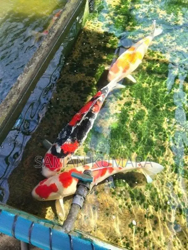 Koi Fish