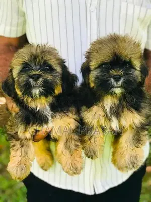 Shitzu Puppies