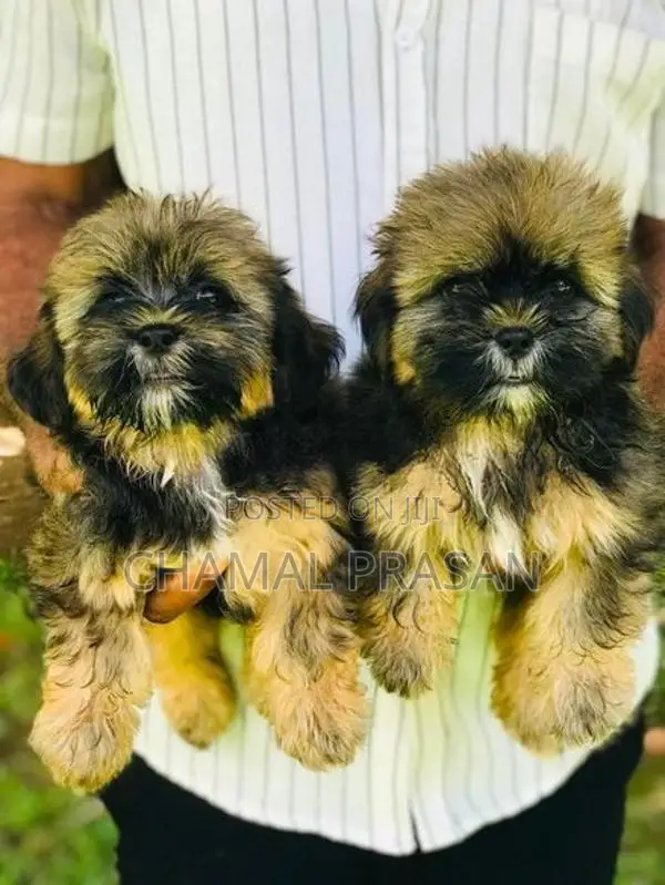 Shitzu Puppies